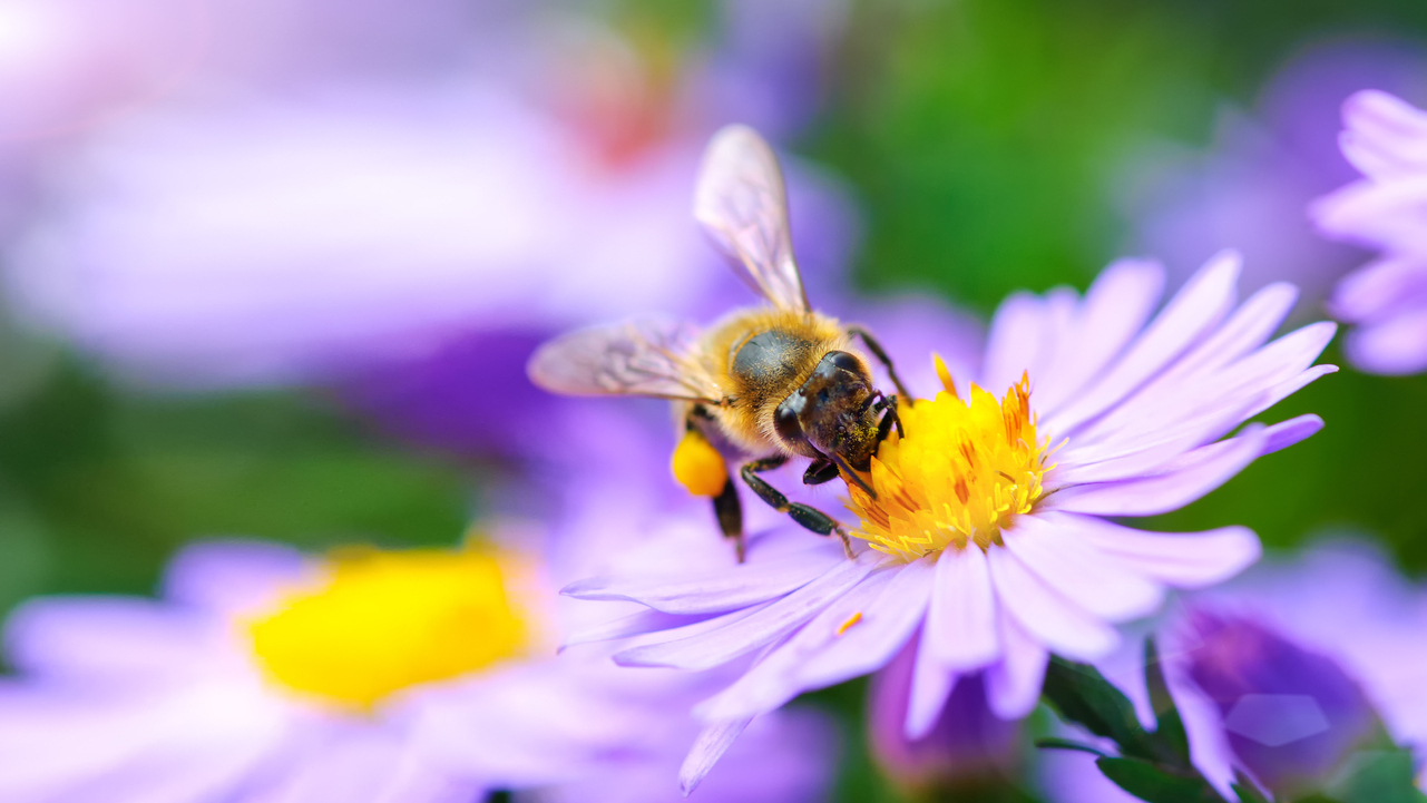 Honey bee health key to wellbeing of important species - Food Blog - ANR  Blogs